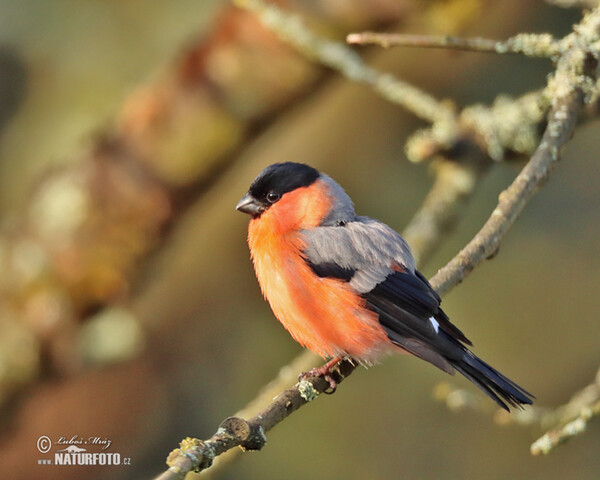 Bullfinch (Pyrrhula pyrrhula)