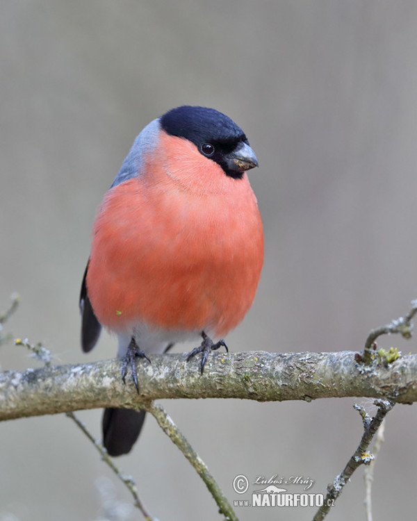 Bullfinch (Pyrrhula pyrrhula)