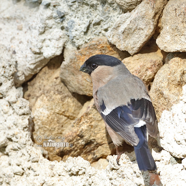 Bullfinch (Pyrrhula pyrrhula)