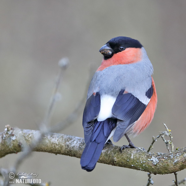 Bullfinch (Pyrrhula pyrrhula)