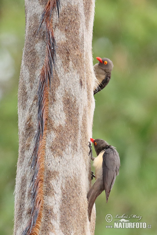 Buphagus erythrorhynchus