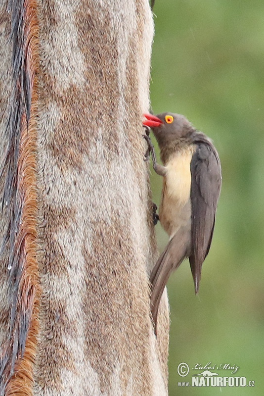 Buphagus erythrorhynchus