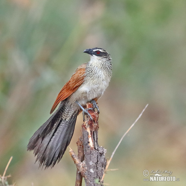 Burchell´s Coucal (Centropus burchelli)