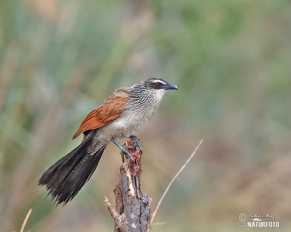 Burchell´s Coucal (Centropus burchelli)