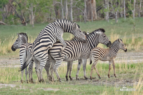 Burchells Zebra (Equus quagga burchellii)