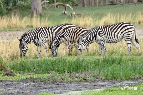 Burchells Zebra (Equus quagga burchellii)