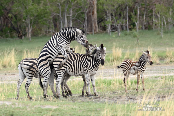 Burchells Zebra (Equus quagga burchellii)