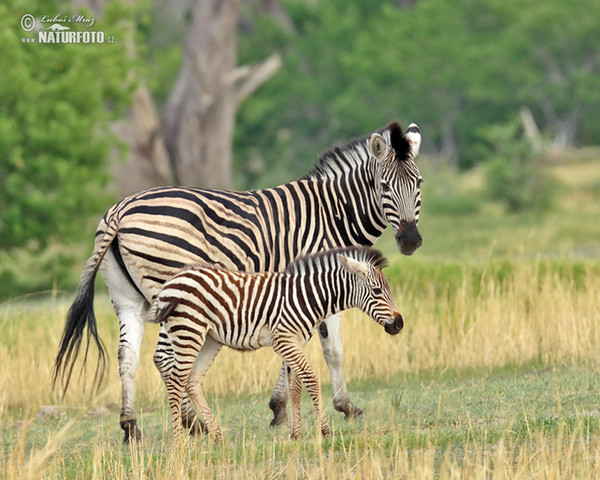 Burchells Zebra (Equus quagga burchellii)