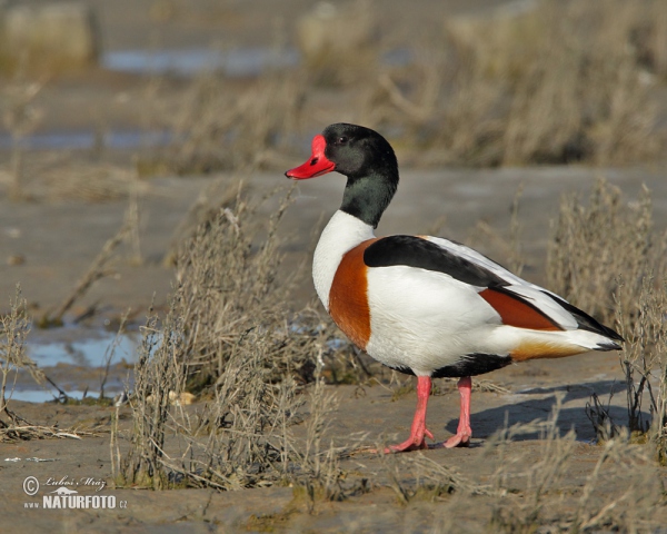 Burrow-duck (Tadorna tadorna)