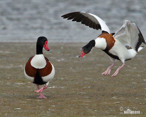 Burrow-duck (Tadorna tadorna)