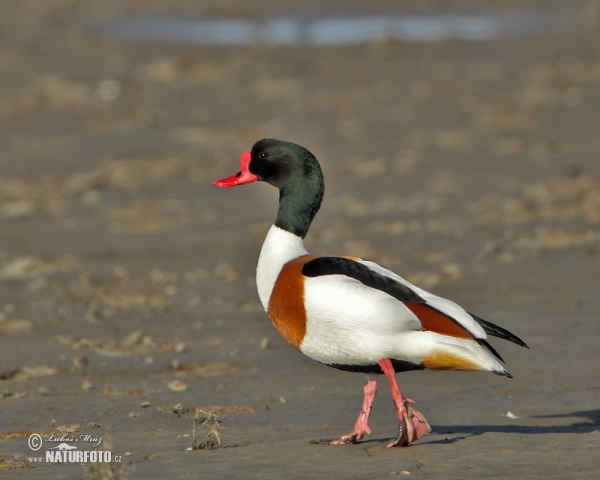 Burrow-duck (Tadorna tadorna)