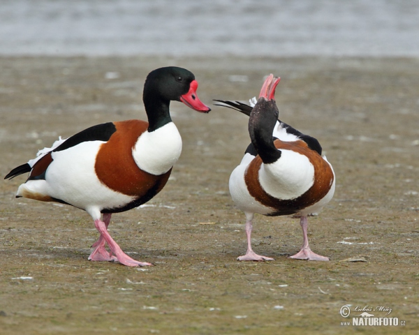 Burrow-duck (Tadorna tadorna)