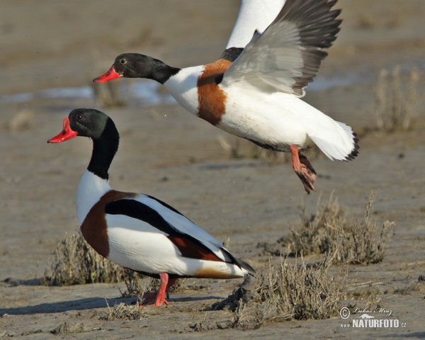 Burrow-duck (Tadorna tadorna)