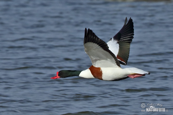 Burrow-duck (Tadorna tadorna)