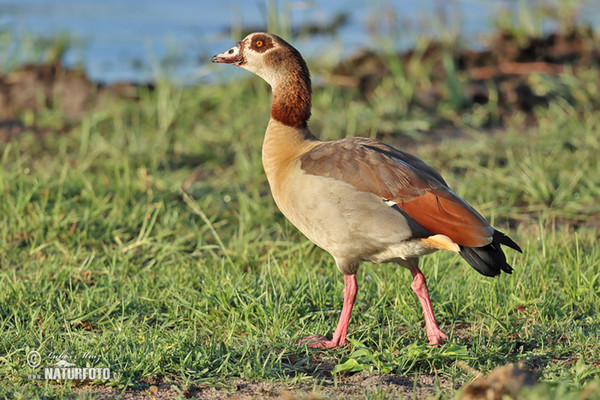 Burung Angsa Mesir