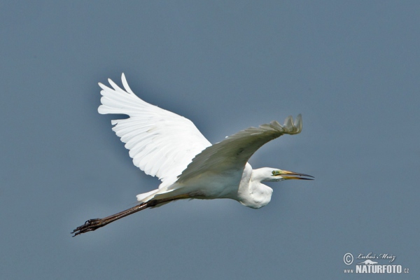 Burung Bangau Besar