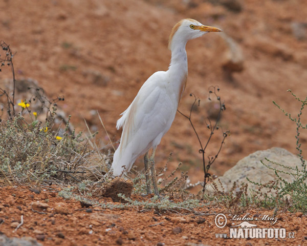 Burung Bangau Kendi