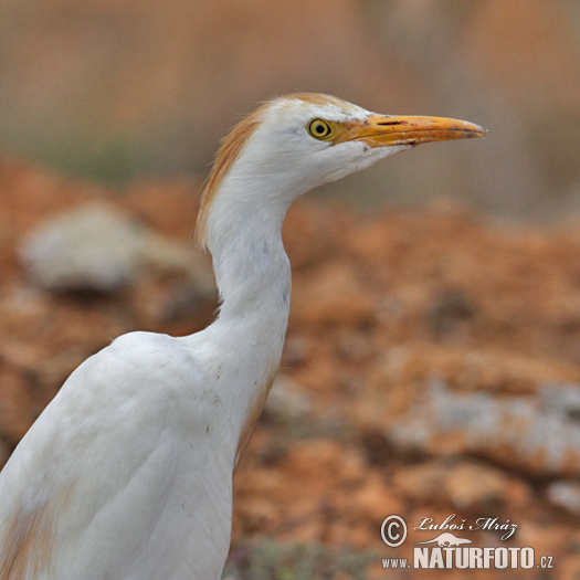 Burung Bangau Kendi