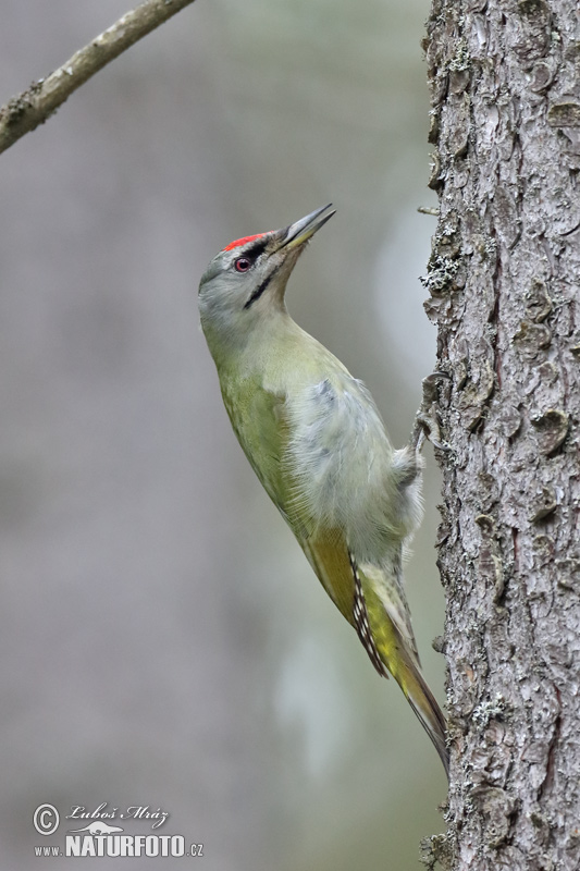 Burung Belatuk Gunung