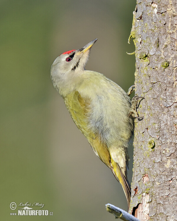 Burung Belatuk Gunung