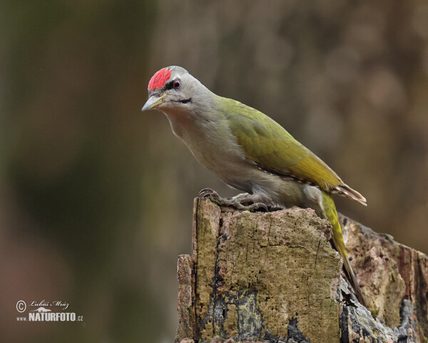 Burung Belatuk Gunung