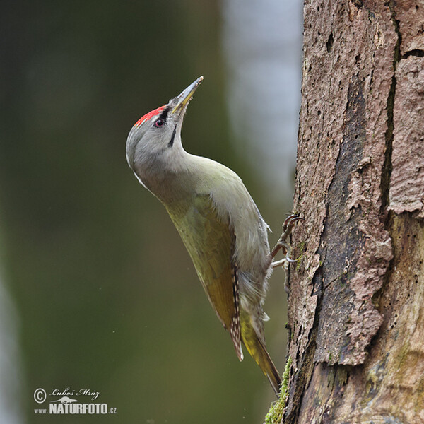 Burung Belatuk Gunung
