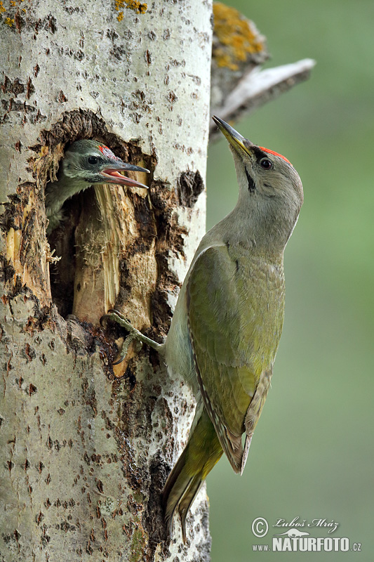 Burung Belatuk Gunung