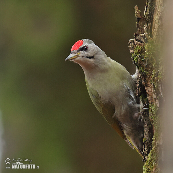 Burung Belatuk Gunung