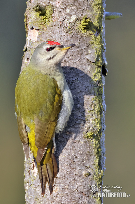 Burung Belatuk Gunung