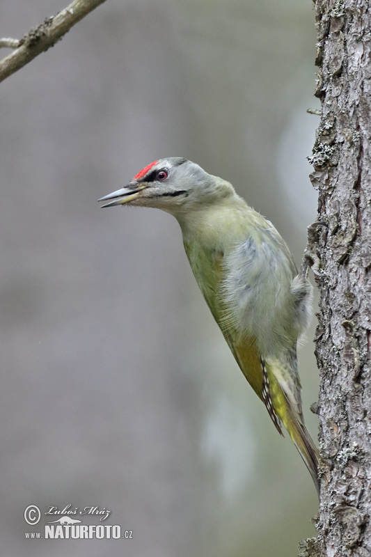 Burung Belatuk Gunung