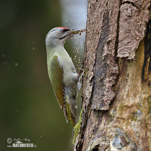 Burung Belatuk Gunung