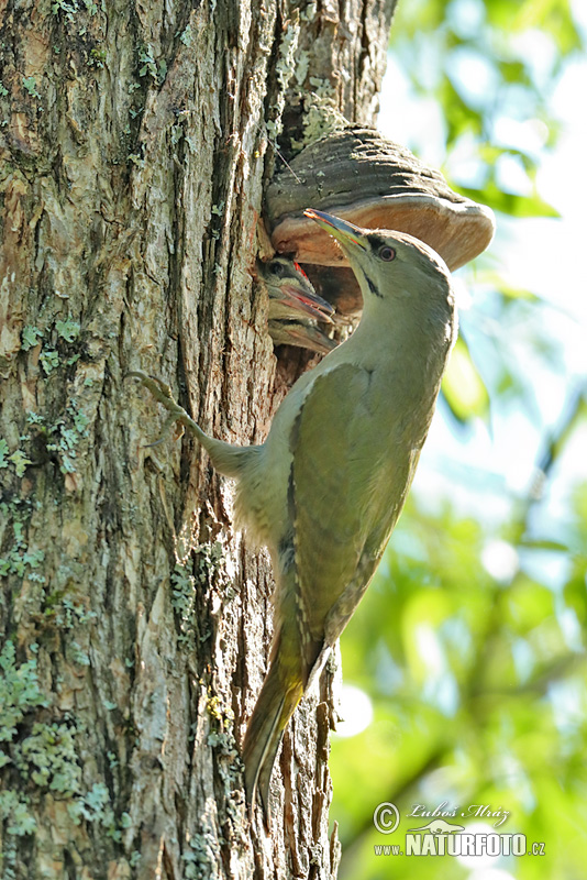 Burung Belatuk Gunung