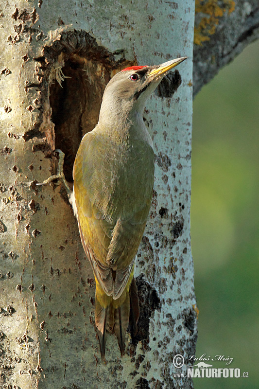 Burung Belatuk Gunung