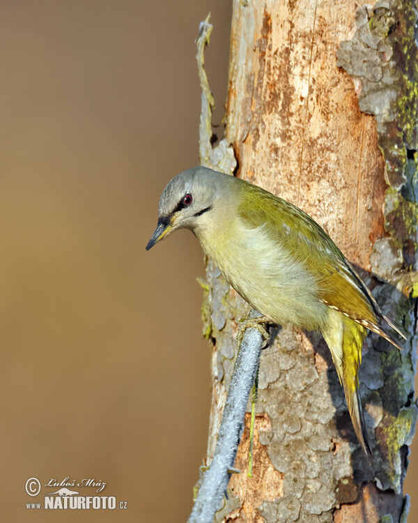 Burung Belatuk Gunung