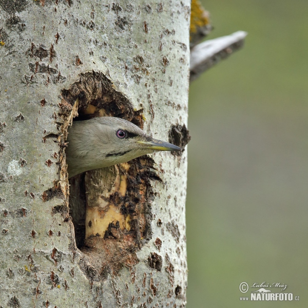 Burung Belatuk Gunung