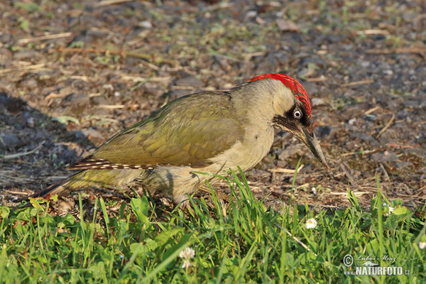 Burung Belatuk Sisik