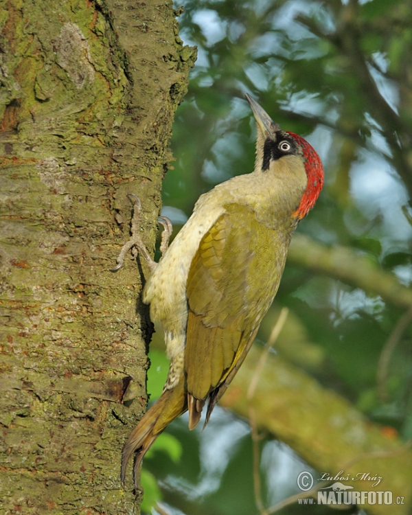 Burung Belatuk Sisik