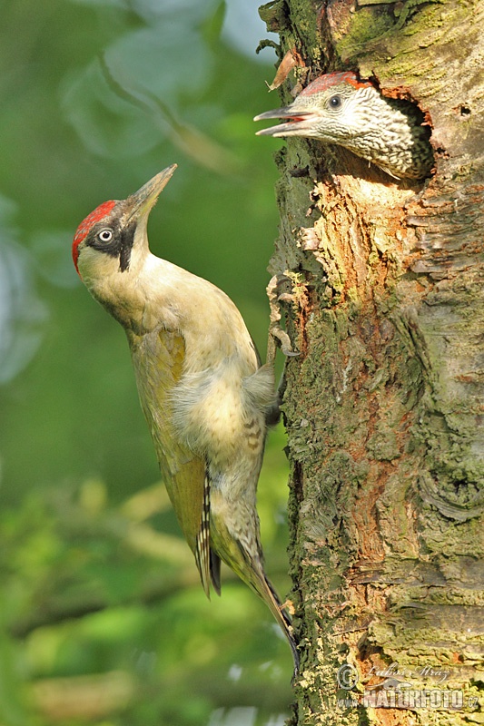 Burung Belatuk Sisik