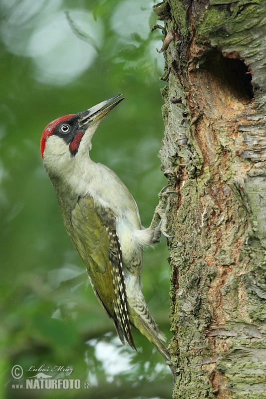 Burung Belatuk Sisik