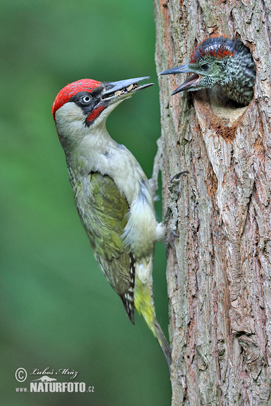 Burung Belatuk Sisik