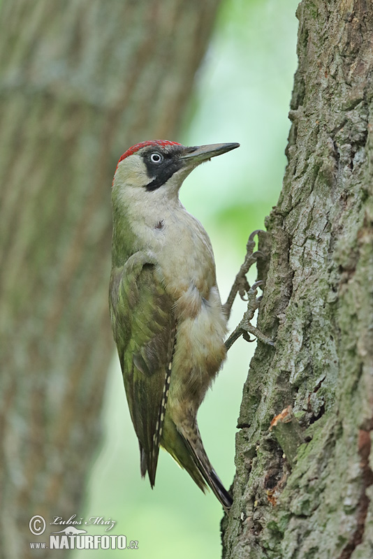 Burung Belatuk Sisik