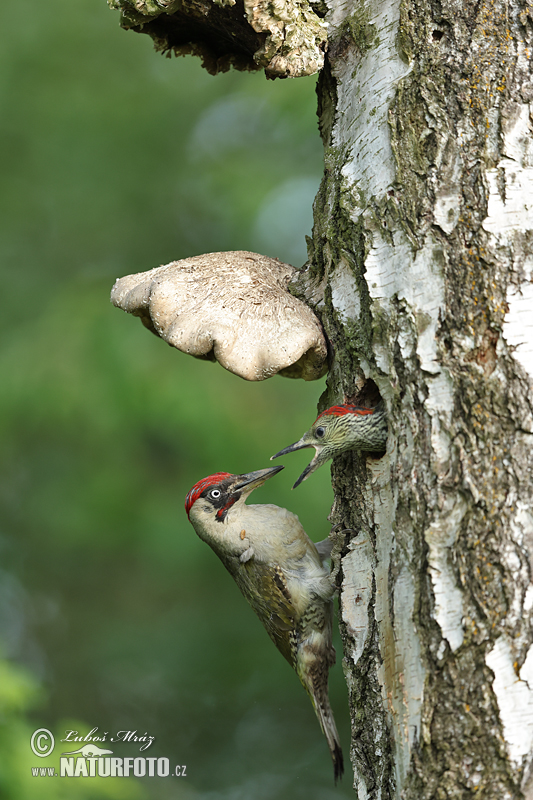 Burung Belatuk Sisik