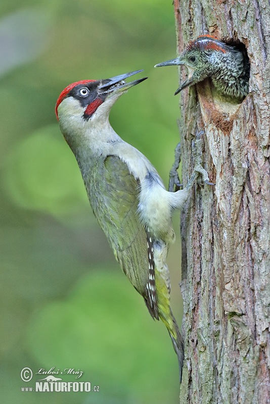 Burung Belatuk Sisik