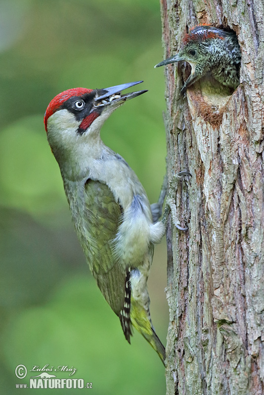 Burung Belatuk Sisik