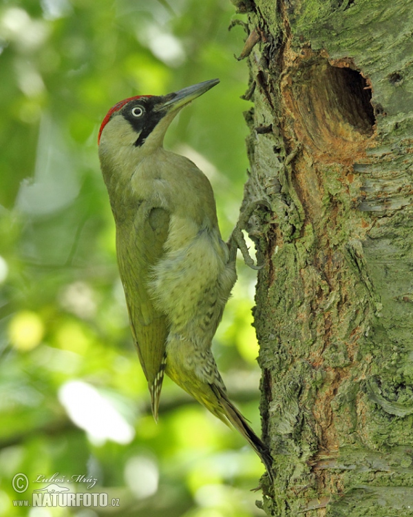 Burung Belatuk Sisik