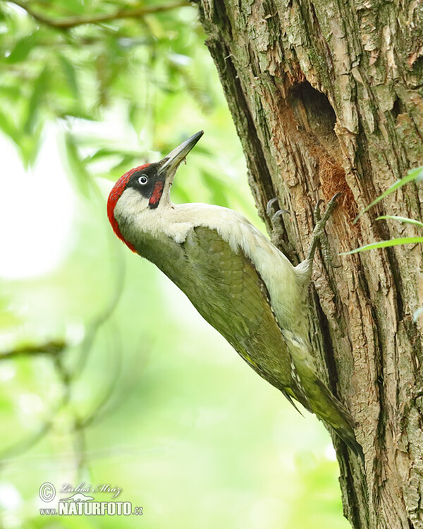 Burung Belatuk Sisik