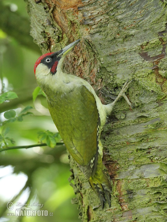 Burung Belatuk Sisik