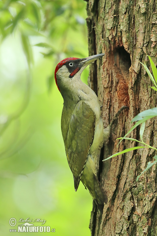 Burung Belatuk Sisik