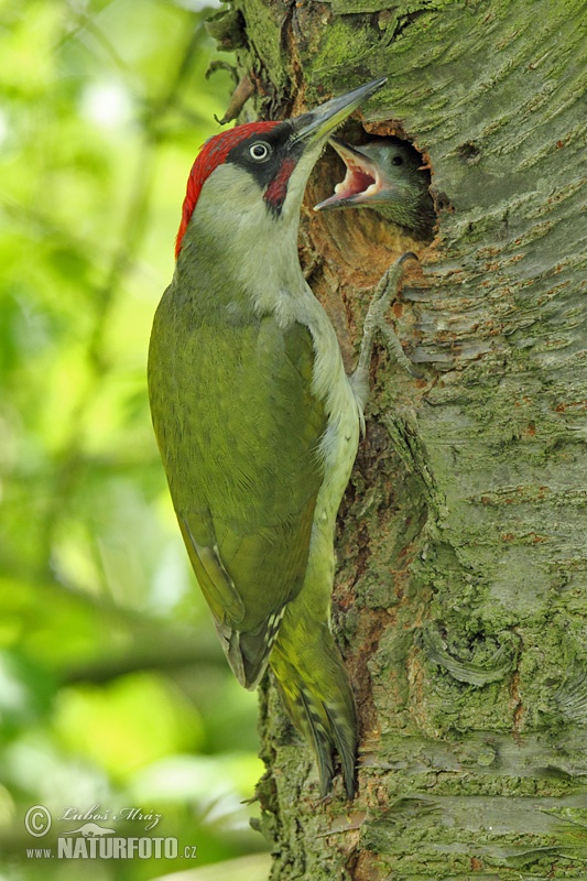 Burung Belatuk Sisik