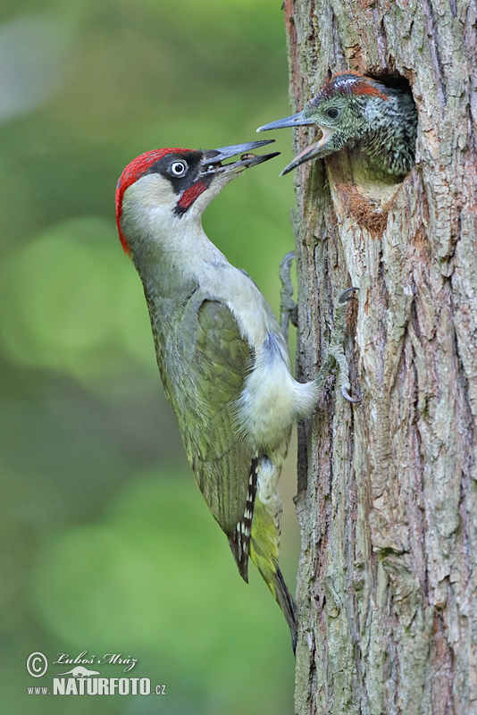 Burung Belatuk Sisik